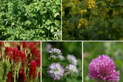 Picture of Summer Quick Fix Mix